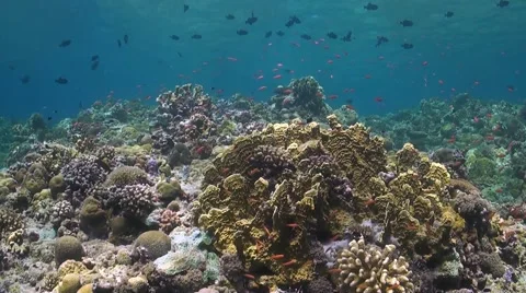 Coral reef in Philippines Stock Footage 51591413