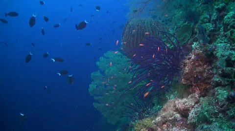 Coral reef in Philippines Stock Footage 51591415