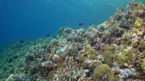 Coral reef in Philippines Stock Footage 51591422
