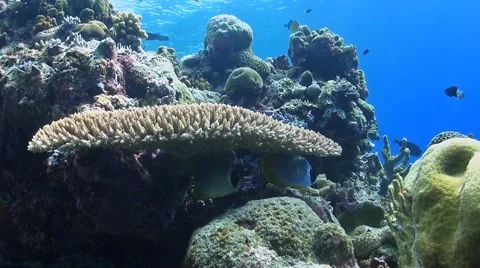 Coral reef in Philippines Stock Footage 51591424