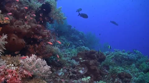 Coral reef in Philippines Stock Footage 51591440