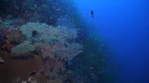 Coral reef in Philippines Stock Footage 51591444