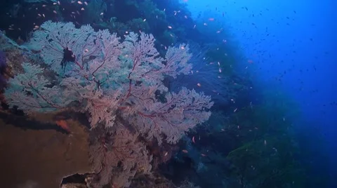 Coral reef in Philippines Stock Footage 51591445