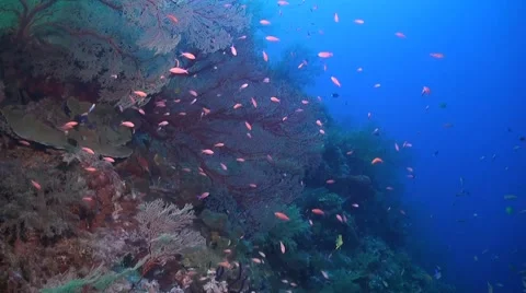 Coral reef in Philippines Stock Footage 51591453