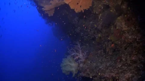 Coral reef in Philippines Stock Footage 51591456