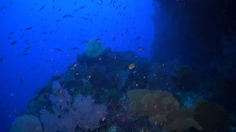 Coral reef in Philippines Stock Footage 51591458
