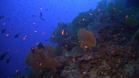 Coral reef in Philippines Stock Footage 51591460