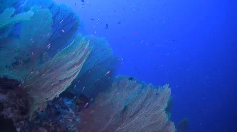 Coral reef in Philippines Stock Footage 51591461