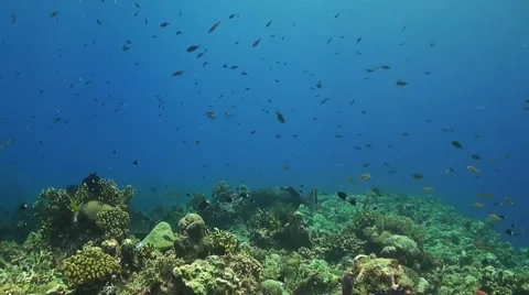 Coral reef in Philippines Stock Footage 51591473