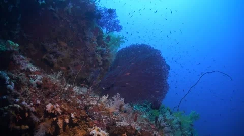 Coral reef in Philippines Stock Footage 51591474