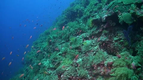 Coral reef in Philippines Stock Footage 51591485