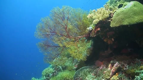 Coral reef in Philippines Stock Footage 51591486
