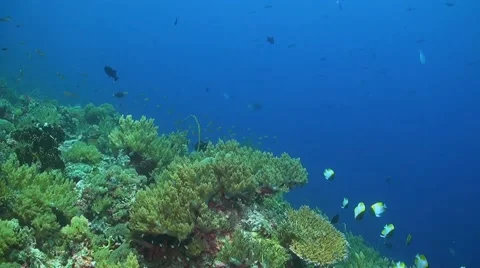 Coral reef in Philippines Stock Footage 51591487