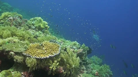 Coral reef in Philippines Stock Footage 51591488