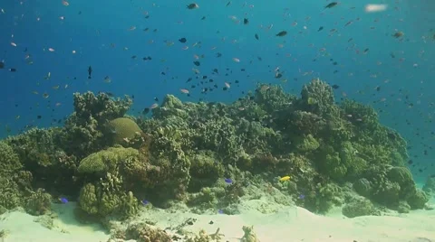 Coral reef in Philippines Stock Footage 51591491
