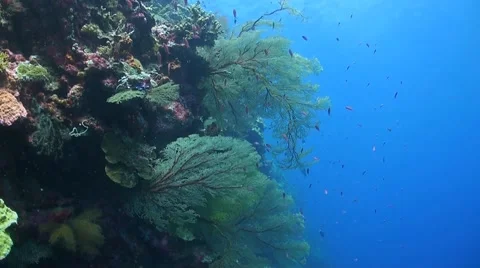 Coral reef in Philippines Stock Footage 51591494