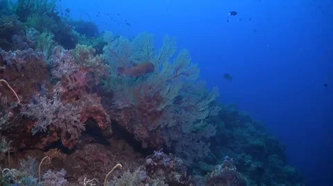 Coral reef in Philippines Stock Footage 51591496