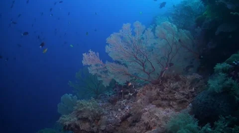 Coral reef in Philippines Stock Footage 51591503
