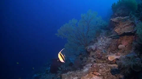 Coral reef in Philippines Stock Footage 51591504