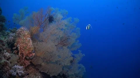 Coral reef in Philippines Stock Footage 51591505