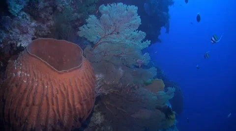 Coral reef in Philippines Stock Footage 51591506