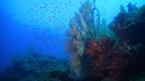 Coral reef in Philippines Stock Footage 51591507