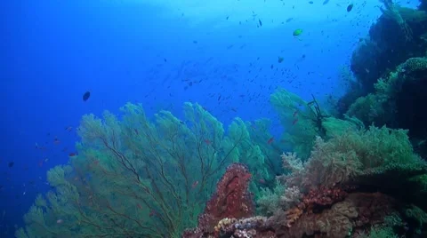 Coral reef in Philippines Stock Footage 51591508