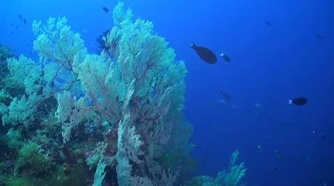 Coral reef in Philippines Stock Footage 51591510