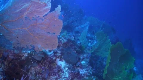 Coral reef in Philippines Stock Footage 51591523