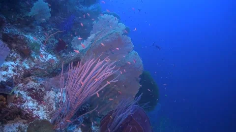 Coral reef in Philippines Stock Footage 51591524