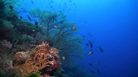 Coral reef in Philippines Stock Footage 51591525