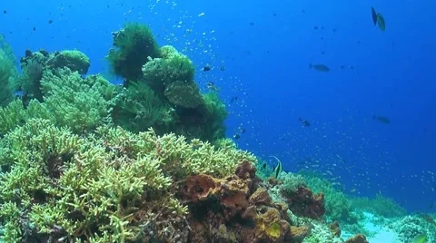 Coral reef in Philippines Stock Footage 51591530