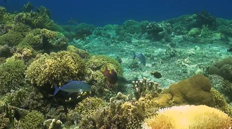 Coral reef in Philippines Stock Footage 51591545