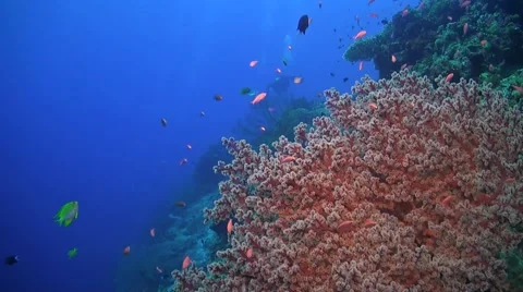 Coral reef in Philippines Stock Footage 51592005
