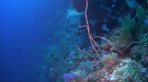 Coral reef in Philippines Stock Footage 51592011