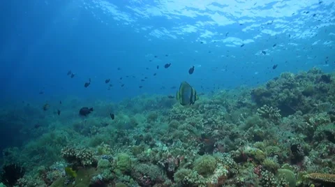 Coral reef in Philippines Stock Footage 51592042