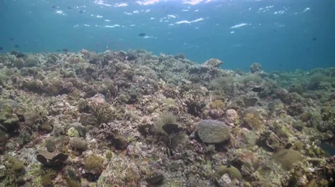 Coral reef in Philippines Stock Footage 51592050