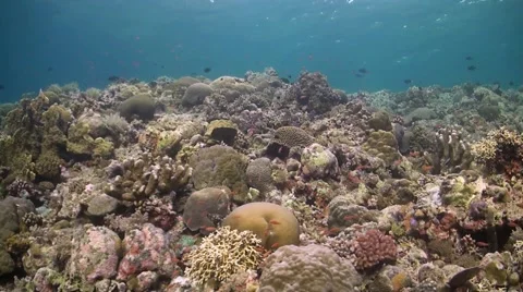 Coral reef in Philippines Stock Footage 51592055