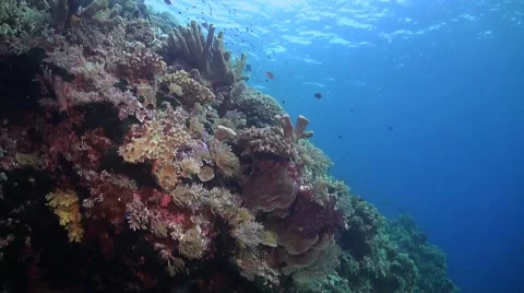 Coral reef in Philippines Stock Footage 51592078