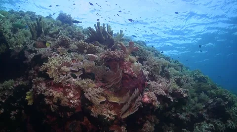 Coral reef in Philippines Stock Footage 51592079