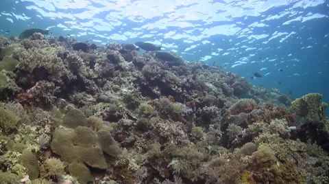 Coral reef in Philippines Stock Footage 51592081