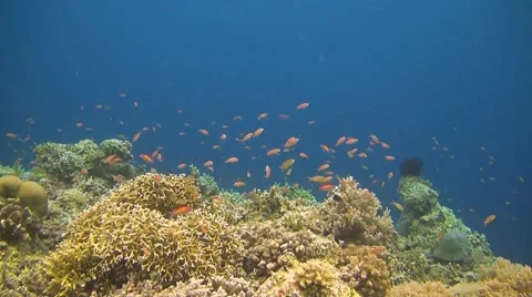 Coral reef in Philippines Stock Footage 51592085