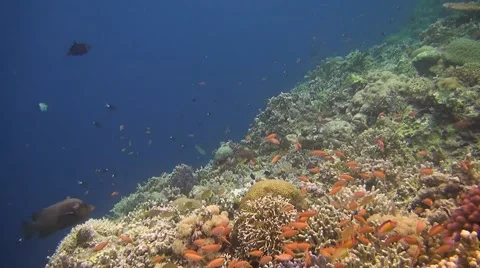 Coral reef in Philippines Stock Footage 51592086