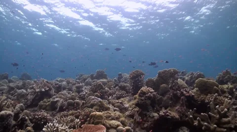 Coral reef in Philippines Stock Footage 51592107