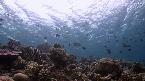 Coral reef in Philippines Stock Footage 51592116
