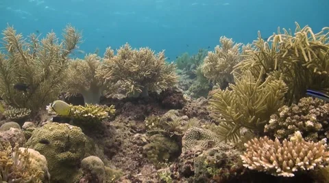 Coral reef in Philippines Stock Footage 51592130