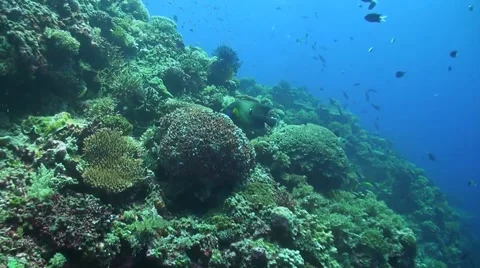 Coral reef in Philippines Stock Footage 51592132