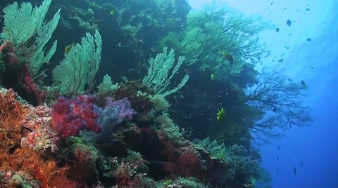 Coral reef in Philippines Stock Footage 51592141