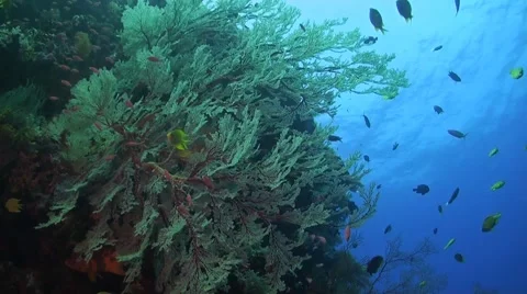 Coral reef in Philippines Stock Footage 51592142