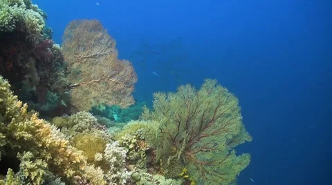 Coral reef in Philippines Stock Footage 51592144